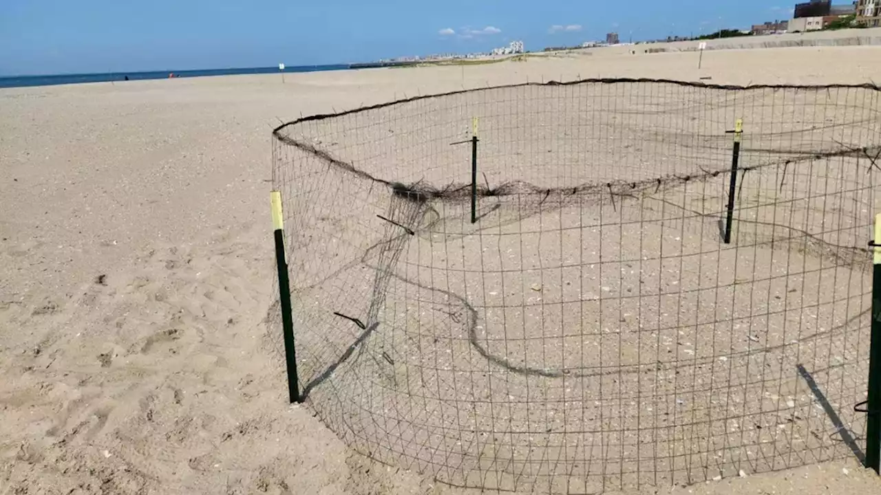 Protected shorebird nest in Far Rockaway beach wrecked, eggs taken; $5k reward offered