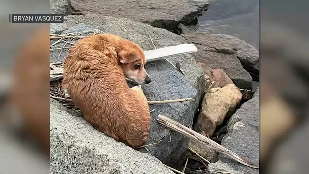 Dog found wet, shaking and alone along river in East Boston