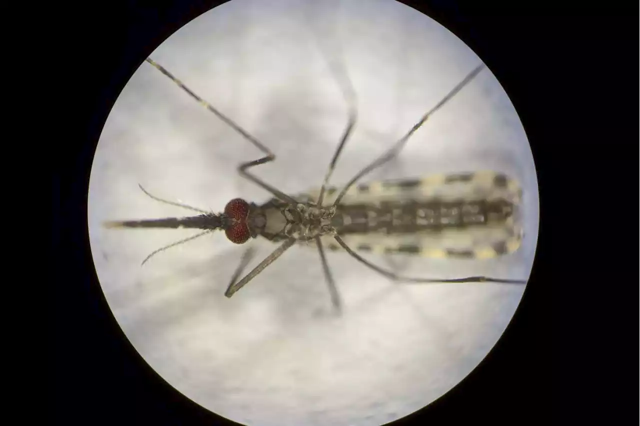 Mosquitoes made immune to malaria could help stamp out the disease