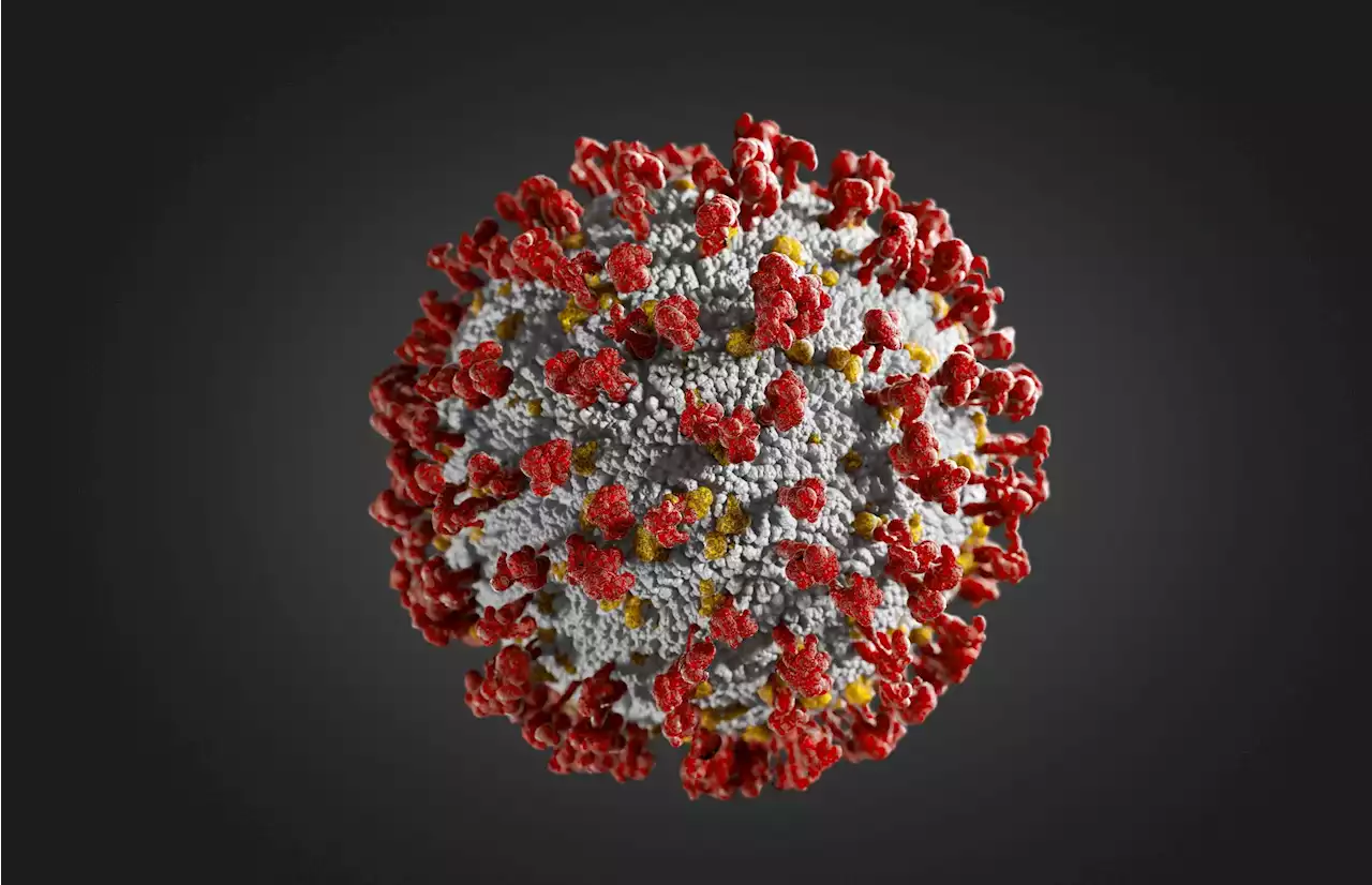 Researchers identify glycolipid that blocks infection with SARS-CoV-2 and RSV