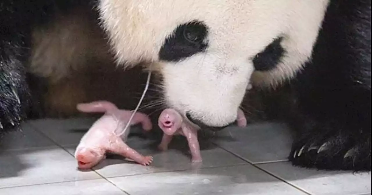 에버랜드서 쌍둥이 판다 탄생...귀염둥이 ‘푸바오’ 이제 언니 됐다