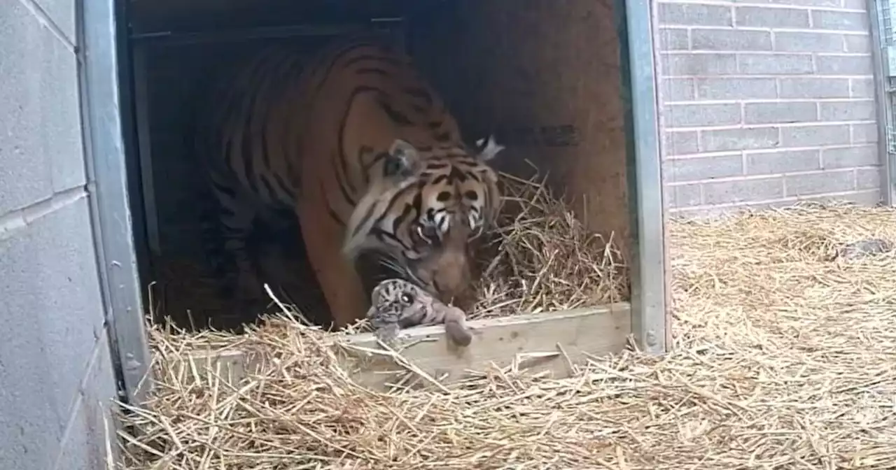 Rare tiger cub born at Safari Park less than 2hours from Notts