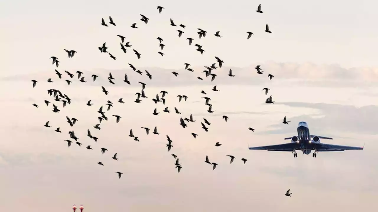 Científicos promueven la coexistencia armoniosa entre aves y aviones | Por año se registran más de 50 mil colisiones en todo el planeta