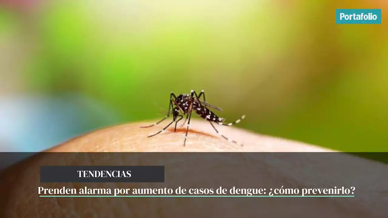 Prenden alarma por aumento de casos de dengue: ¿cómo prevenirlo?