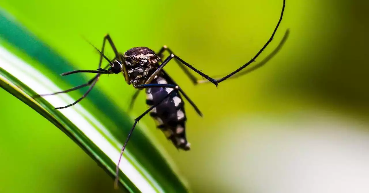 “Estamos en año epidémico para Dengue”: Instituto Nacional de Salud