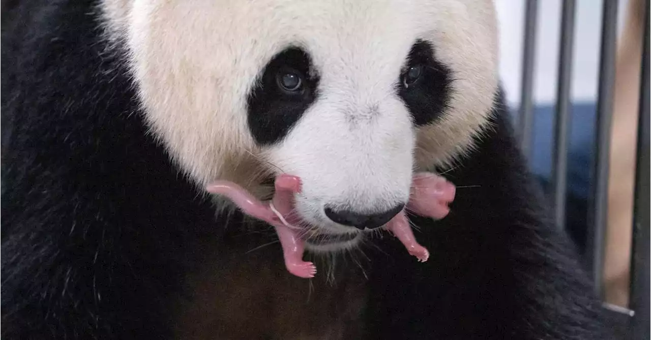 South Korean zoo welcomes giant panda twins