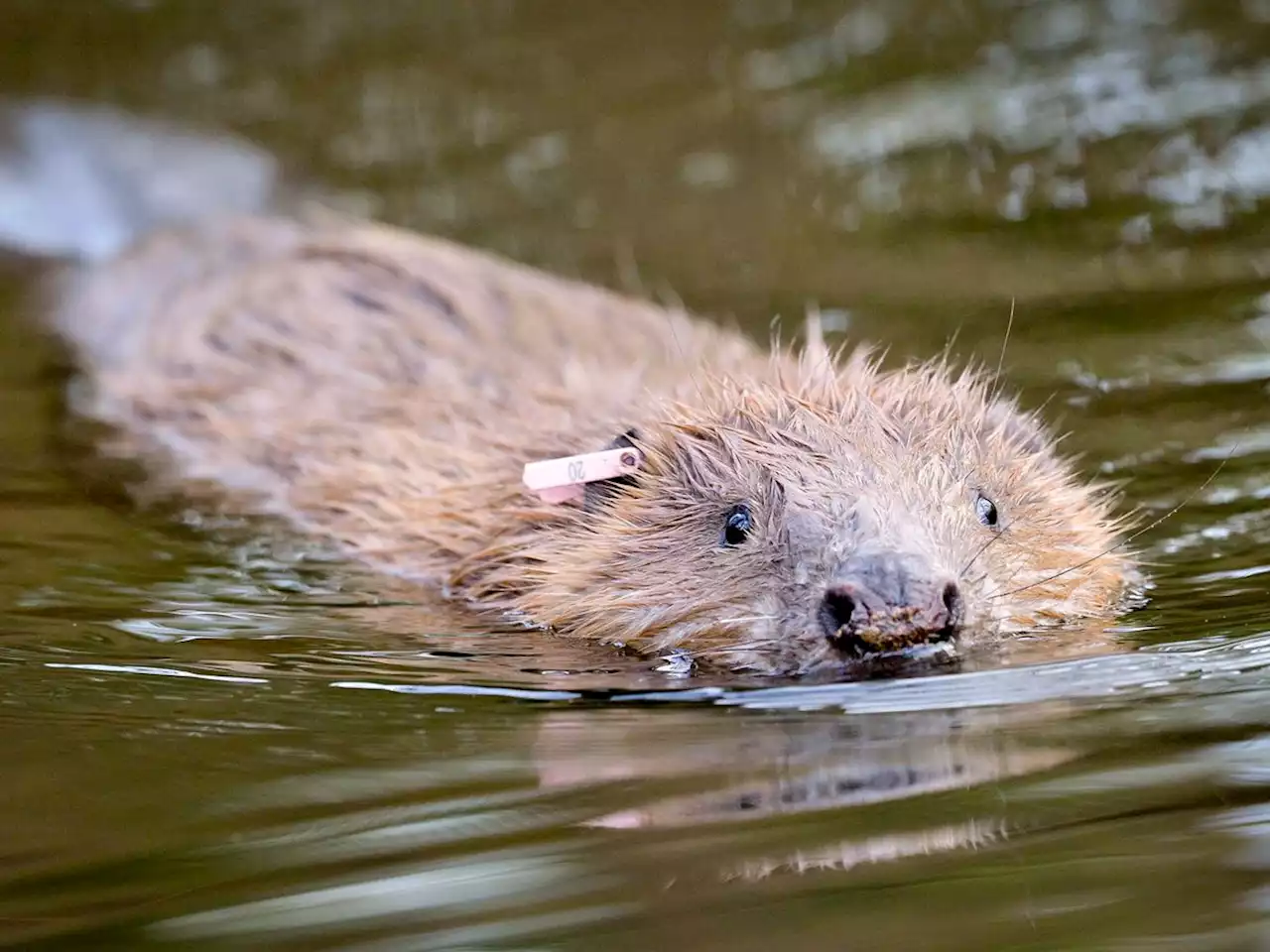 Compensate farmers for ‘high-risk’ species reintroductions, MPs say