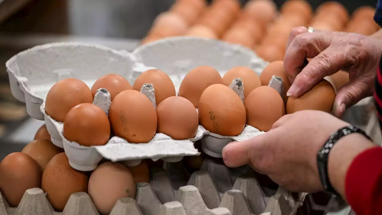 Eggs set to soar to $15 a carton after key change