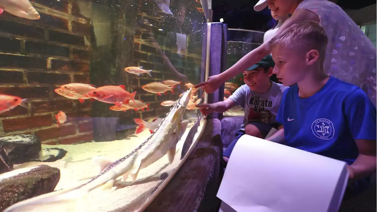 Zählaktion im Aquarium: Schüler helfen bei Fisch-Inventur im Berliner Sea Life