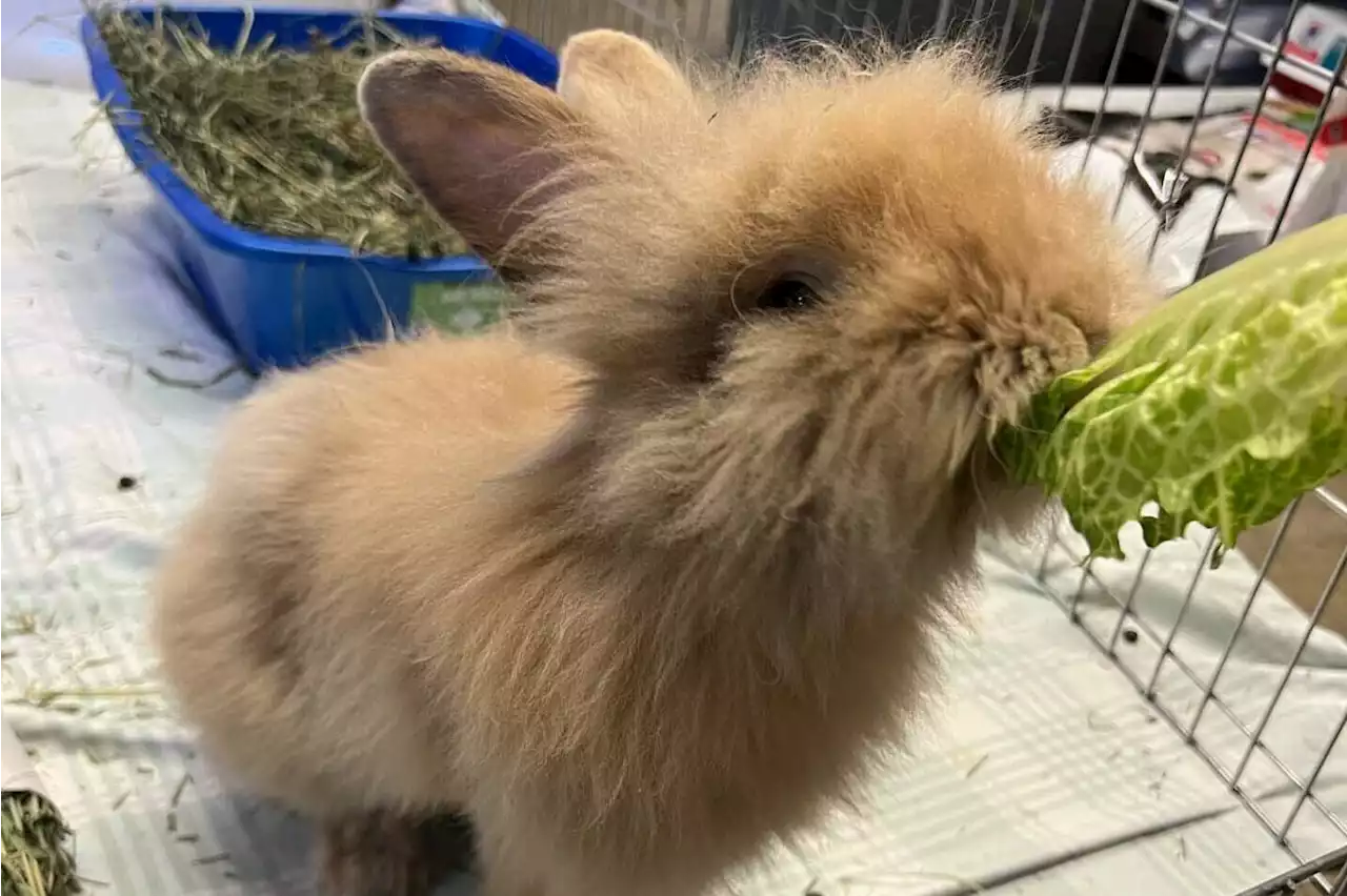 BC SPCA offering 50% off rabbit adoption fees in ‘bunanza’ event July 14-23 - Terrace Standard