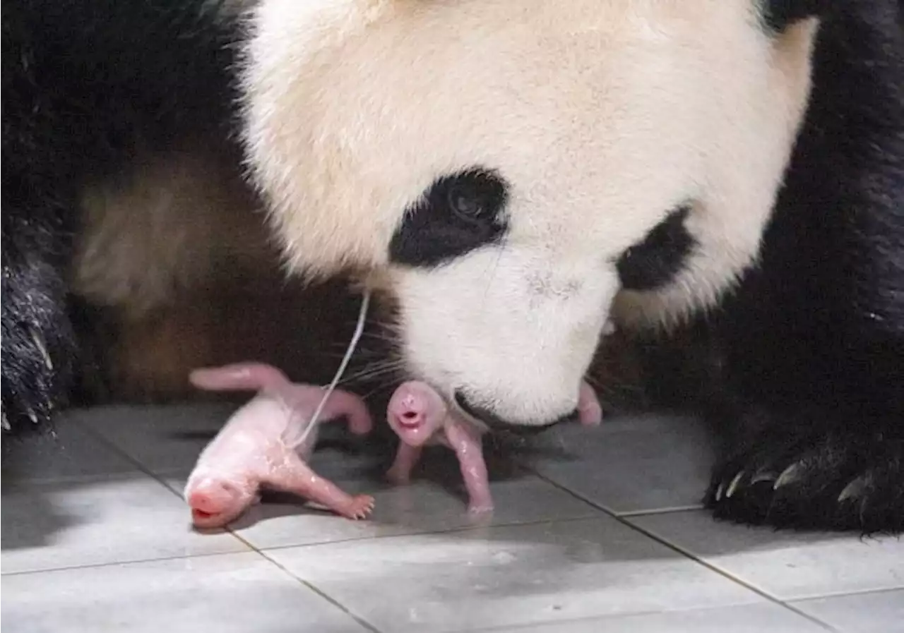 Panda twins born in South Korea for the 1st time