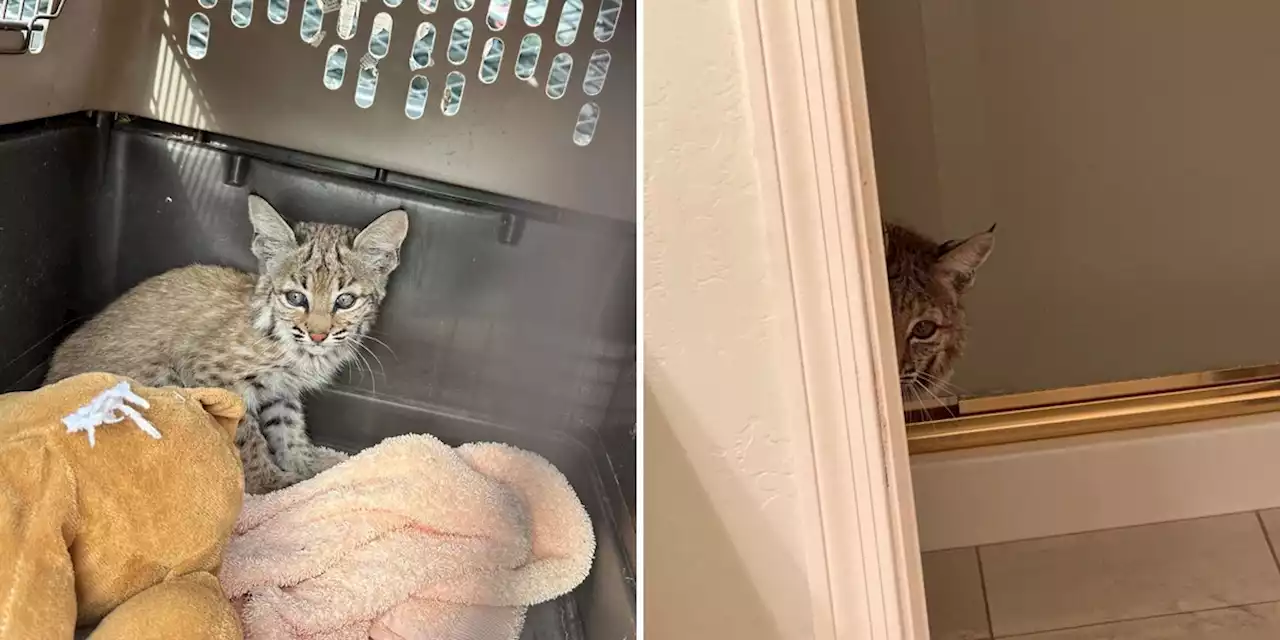 Homeowner finds bobcats hiding in attic, shower