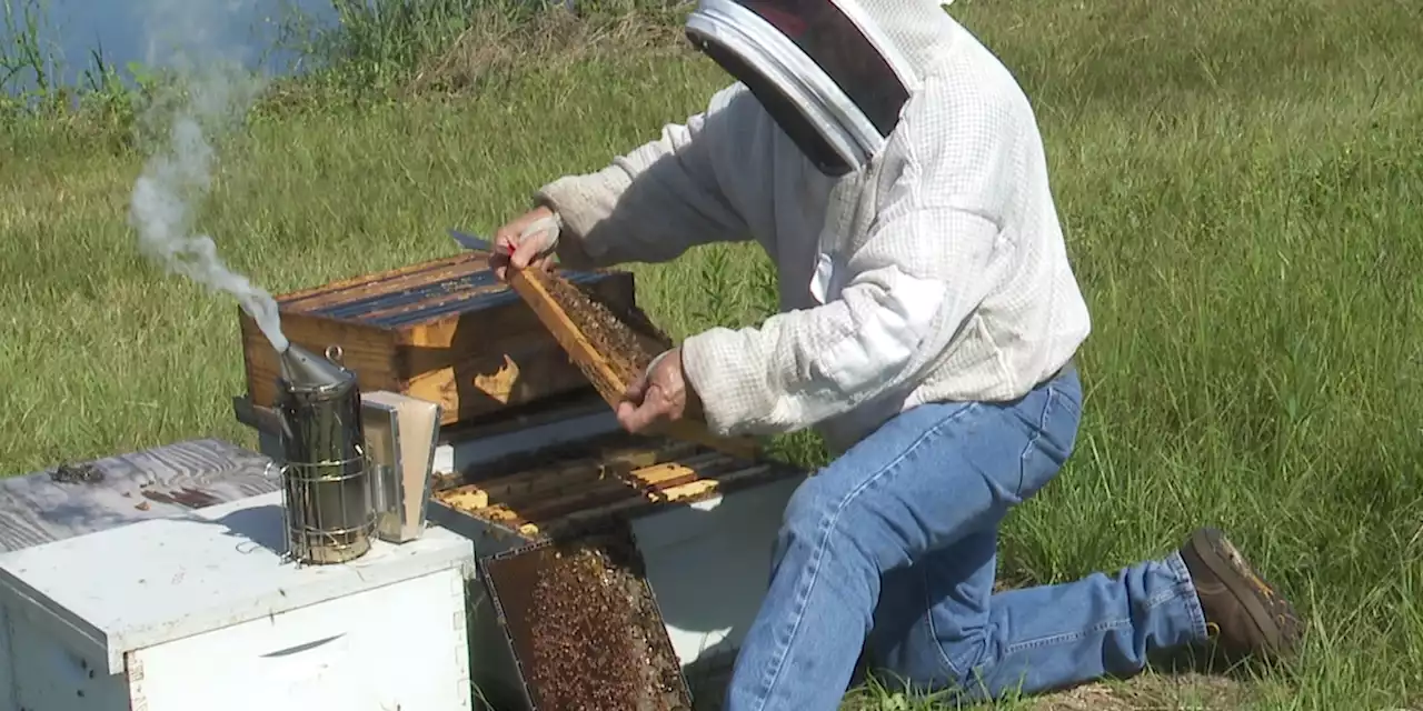 Why Bruce Jenne is proud to ‘bee’ a farmer