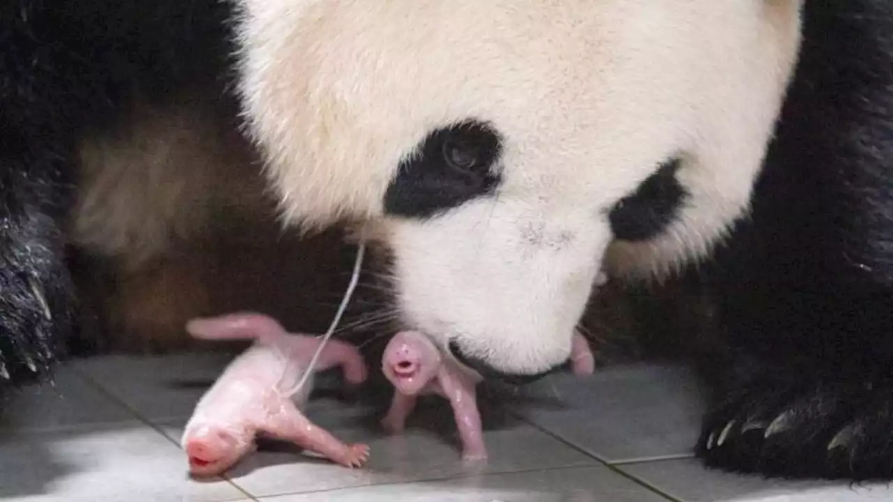 '푸바오 이젠 맏언니'… 국내 최초 쌍둥이 판다 탄생