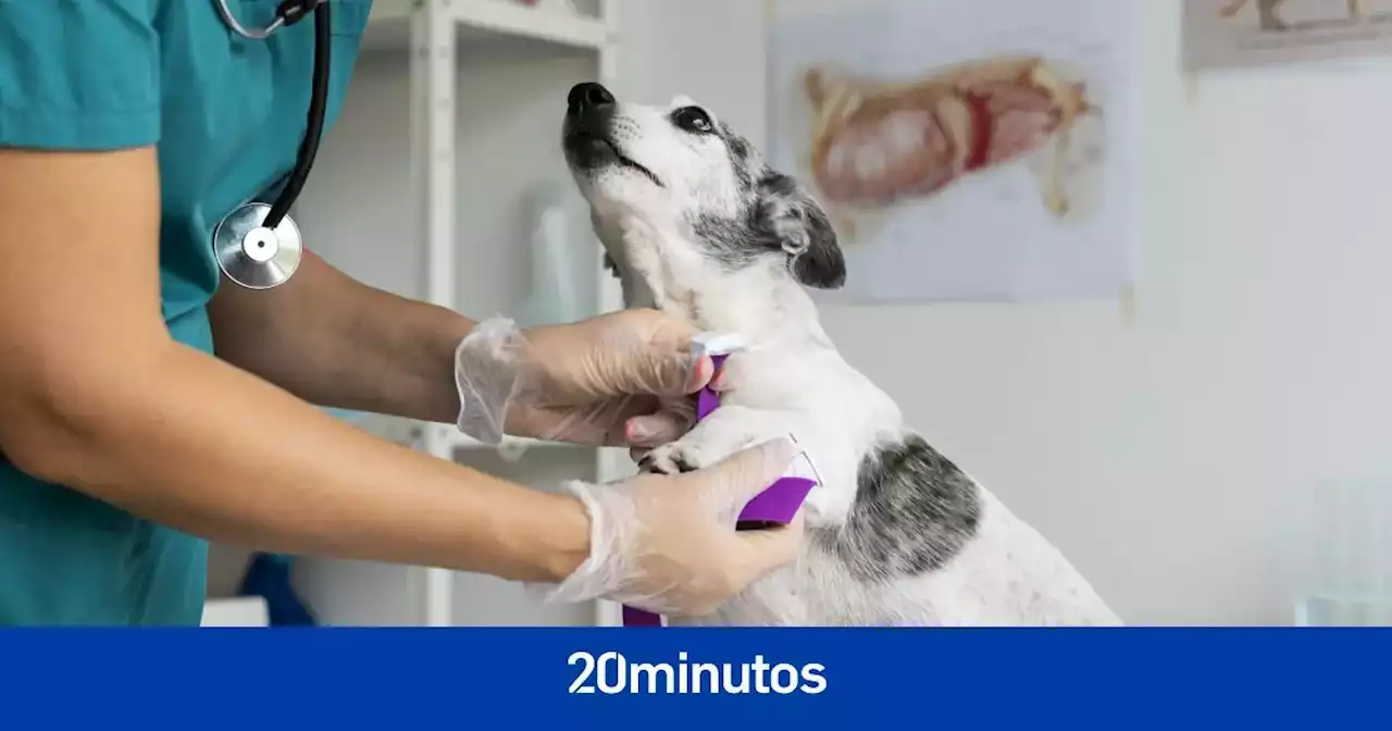 Así es el listado de vacunas para perros ideal para familias principiantes