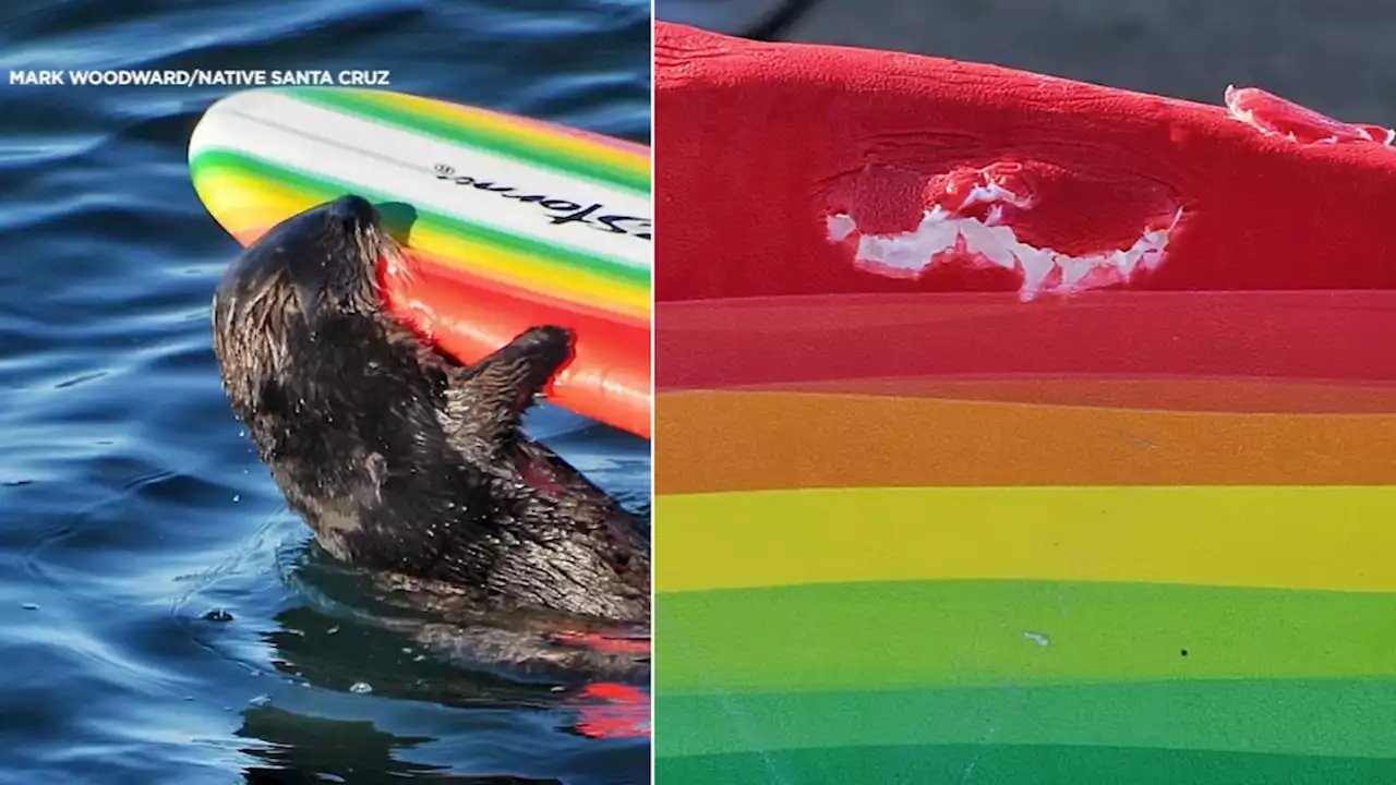 Authorities issue warning after aggressive sea otter seen going after surfers in Santa Cruz