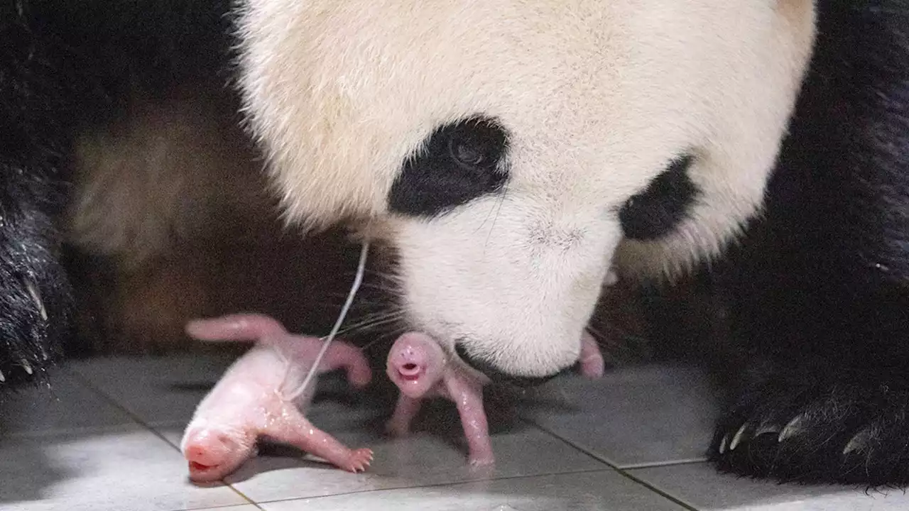 Panda twins born in South Korea for the 1st time