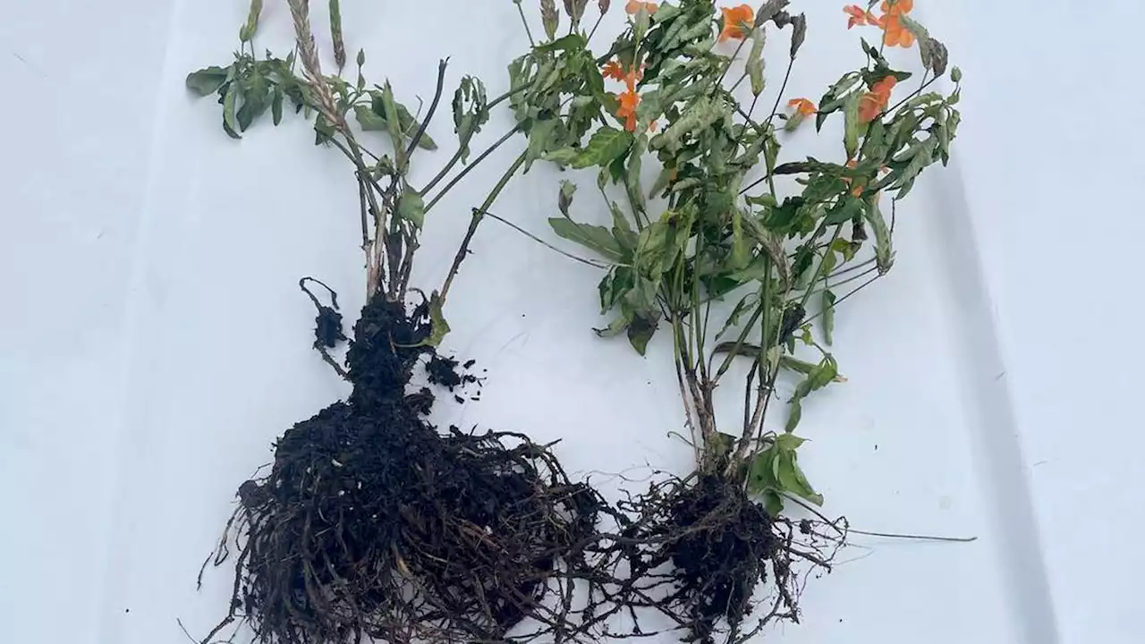 Clay deputies find Middleburg Dreamette ‘flower bandit’: Stolen blooms recovered