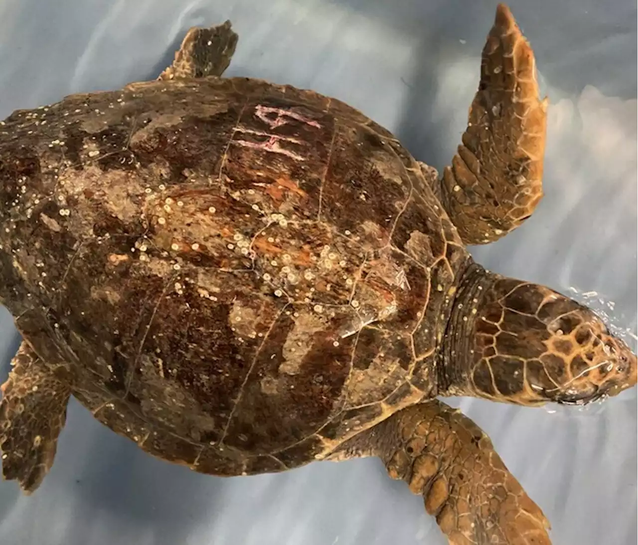 Guarita la tartaruga ferita dall'uomo, lunedì tornerà in mare - Notizie - Ansa.it