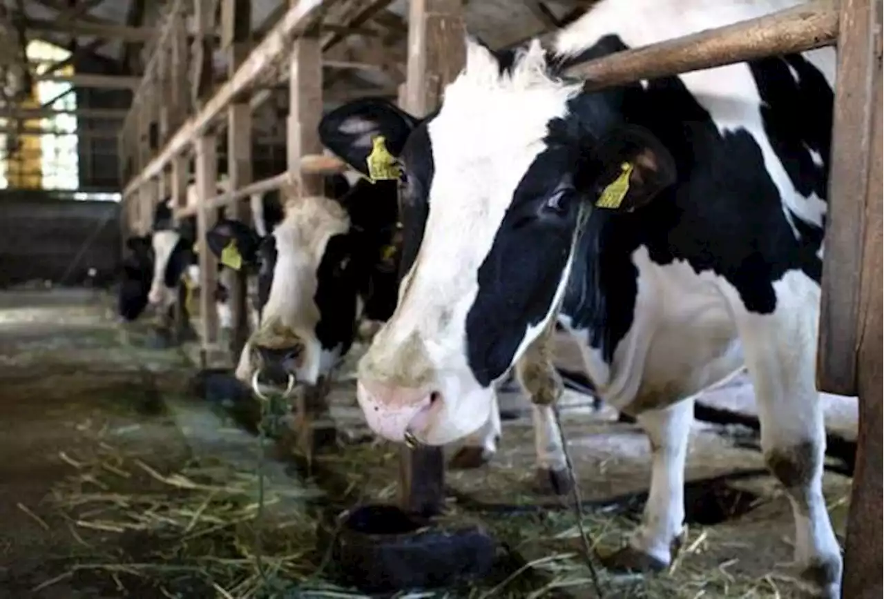 Mucche stressate dall'afa, producono il 10% di latte in meno - Mondo Agricolo - Ansa.it