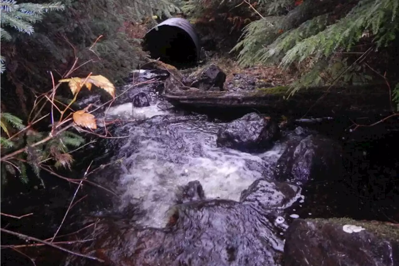 Forest Service identifies nearly 700 Tongass stream crossings that could block migrating fish