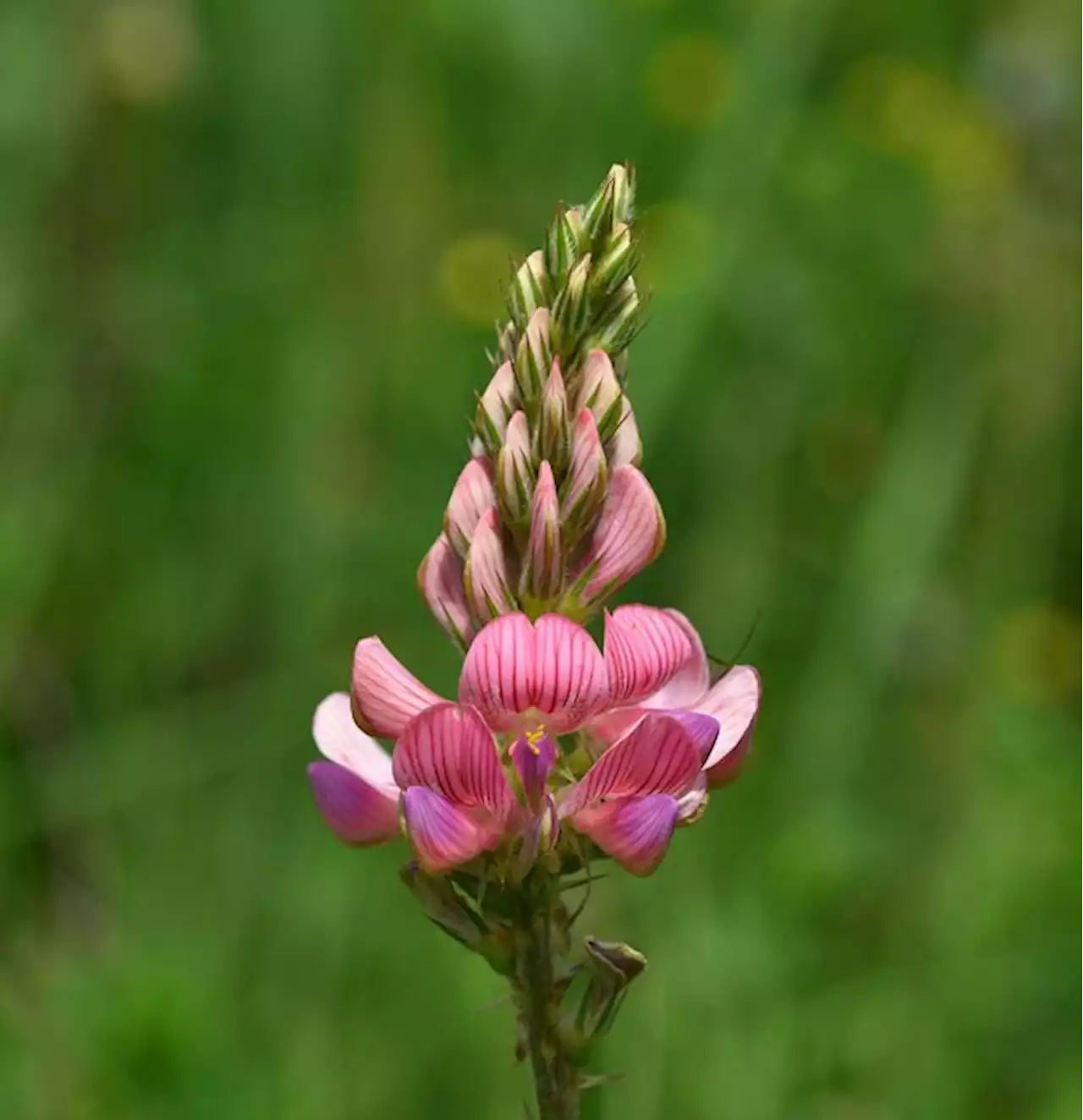 Esparsette beeinflusst NH3-Emissionen - bauernzeitung.ch