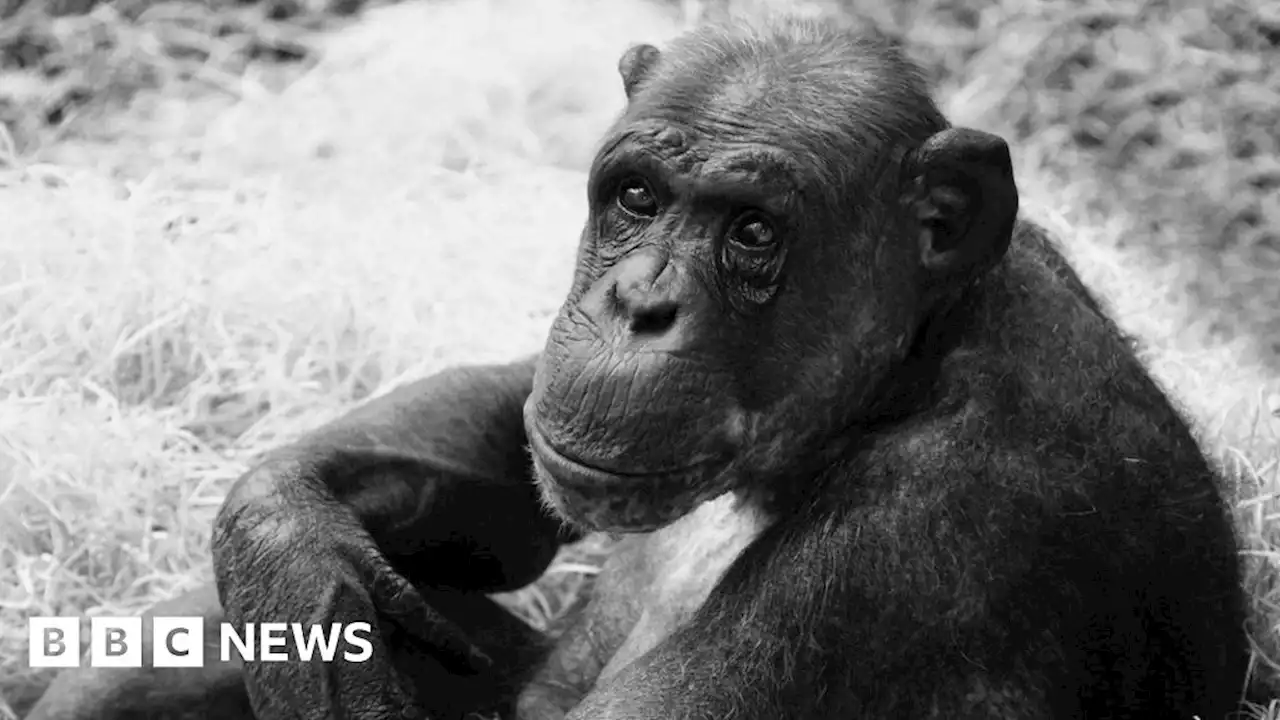 'Much-loved' chimpanzee found dead at Twycross Zoo