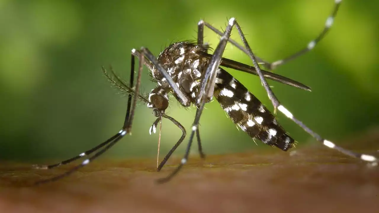 Cette carte montre à quel point le moustique-tigre a colonisé l'Hexagone