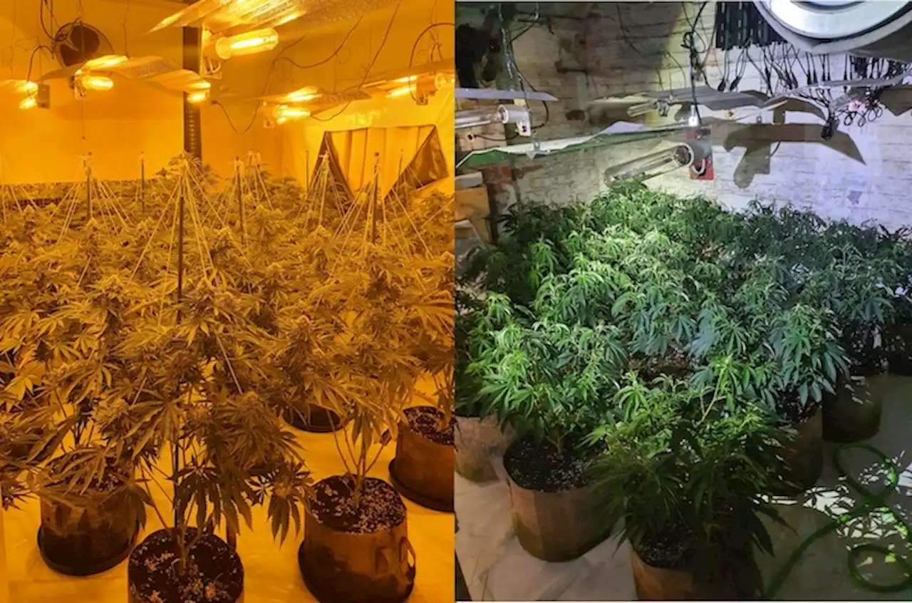 Cannabis grow with over 200 plants discovered in Broadgate