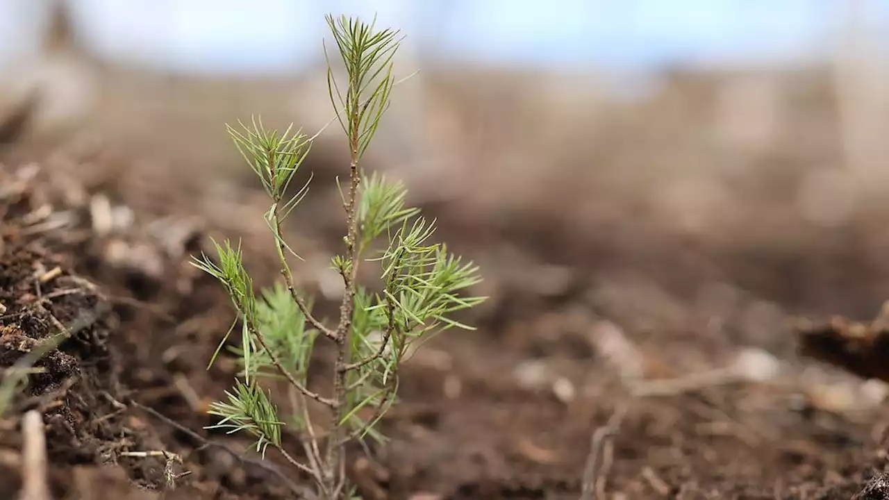 EU-Parlament stimmt für umstrittenes Naturschutzgesetz