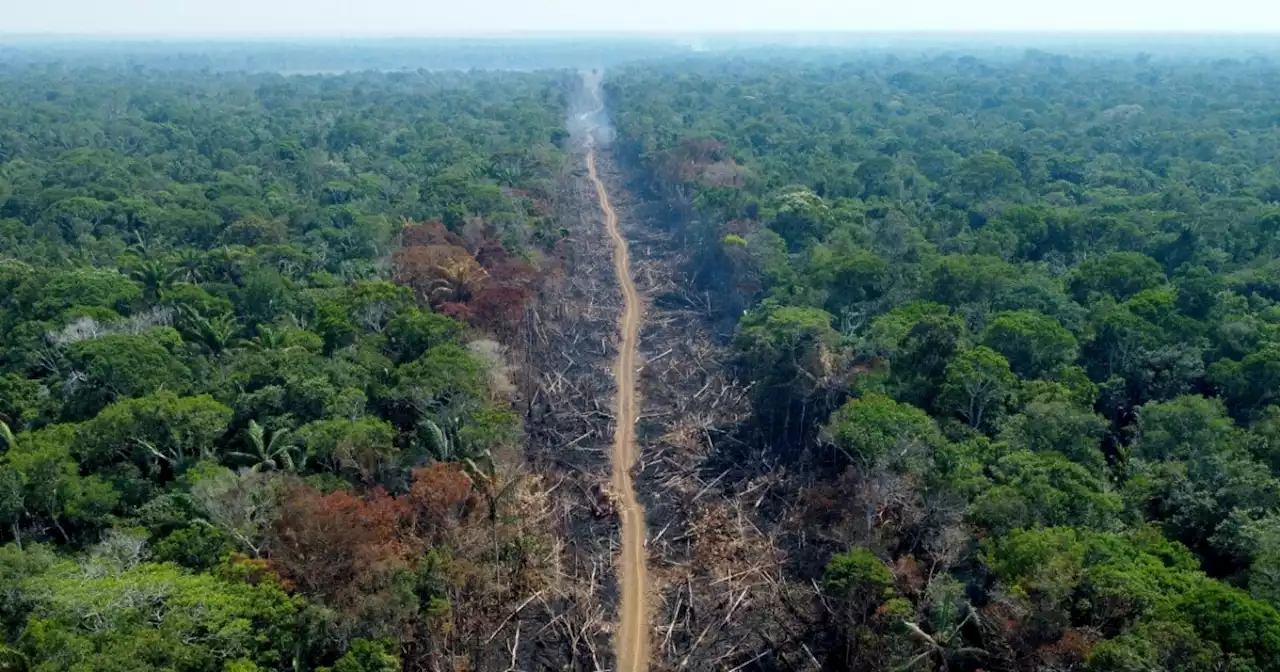 Pese a que la deforestación cayó un 29.1 % en 2022, se mantiene preocupación por parques naturales