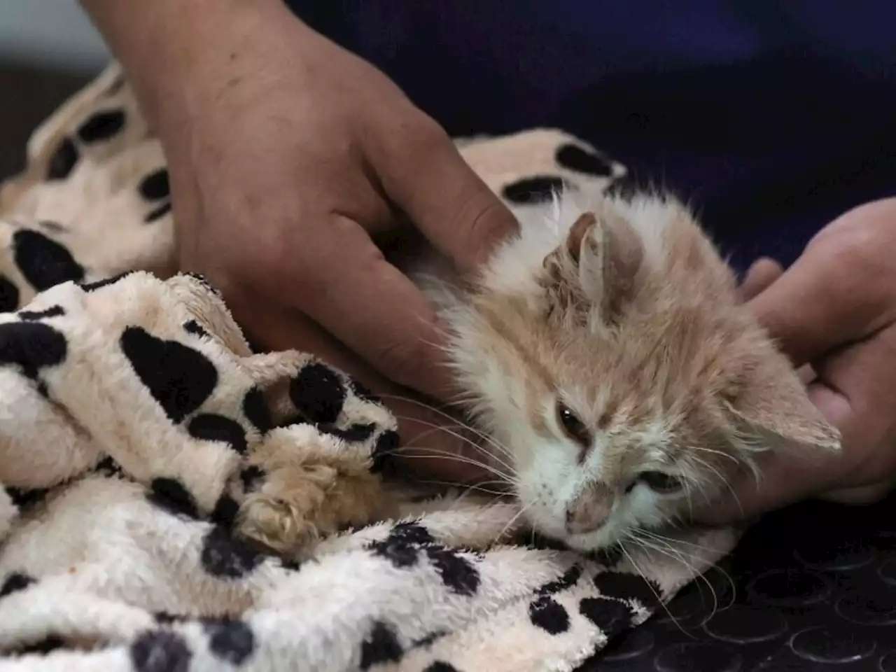 'Island of dead cats’: Feline coronavirus kills 300,000 in Cyprus