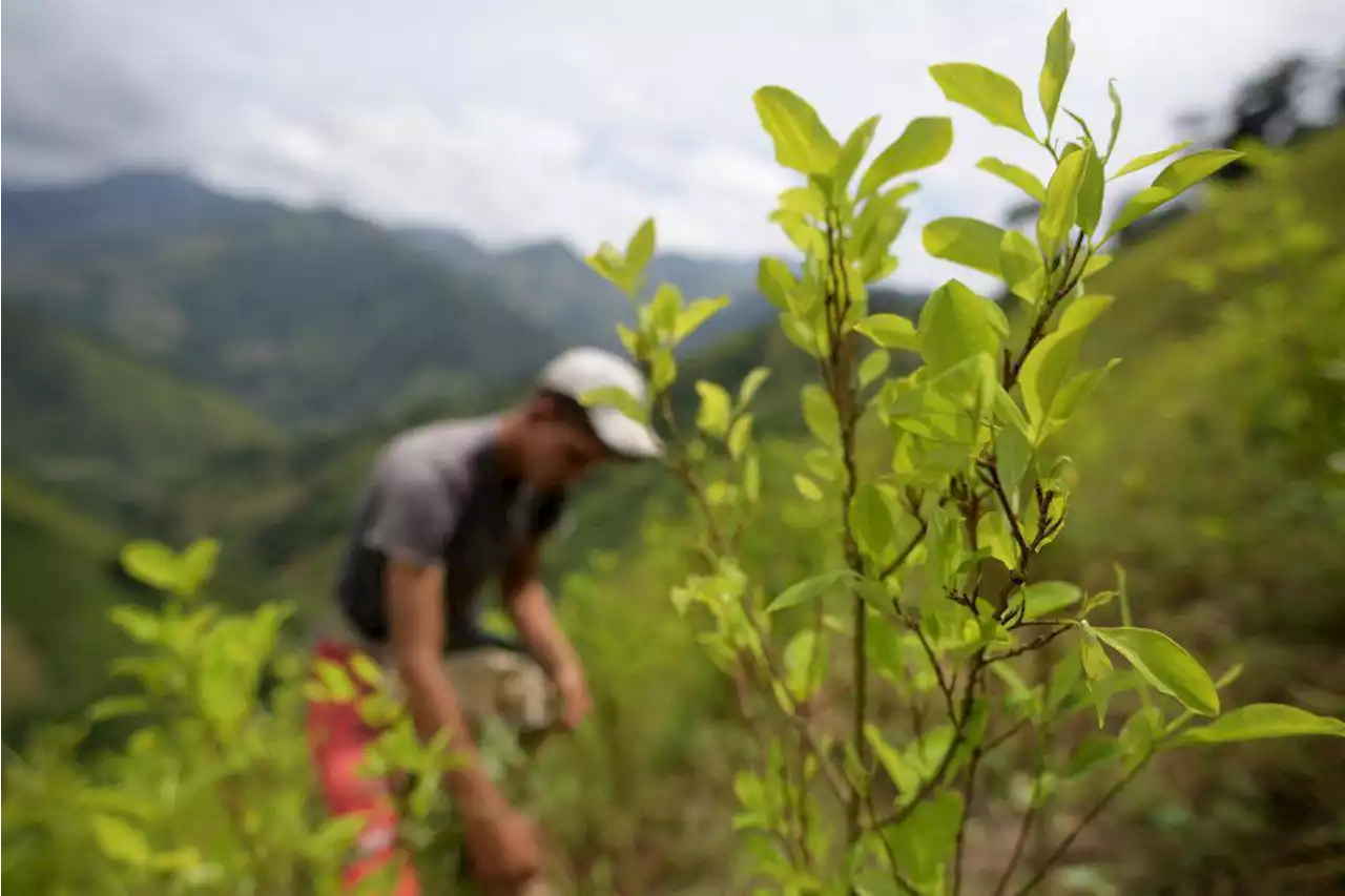 ¿Qué puede ocurrir si se suspende el monitoreo de cultivos de coca en Colombia?