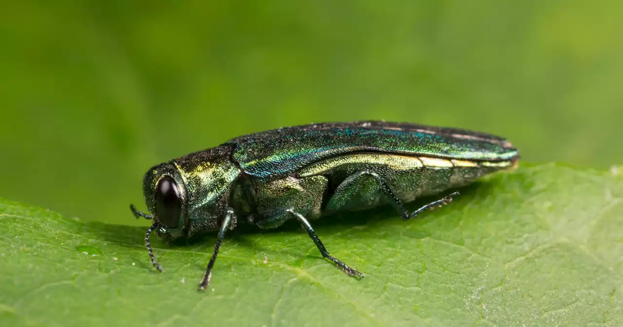 A tiny invasive flying beetle that's killed hundreds of millions of trees lands in Colorado