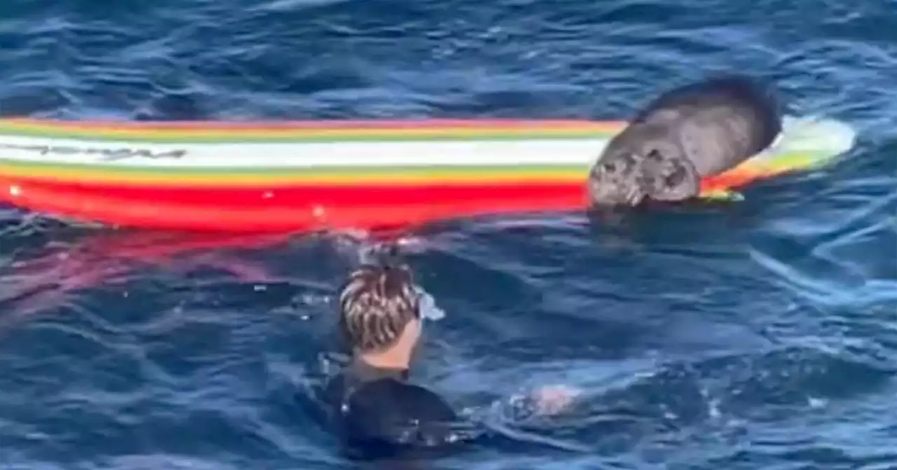 An otter was caught stealing a surfboard in California. It was not the first time she's done it.