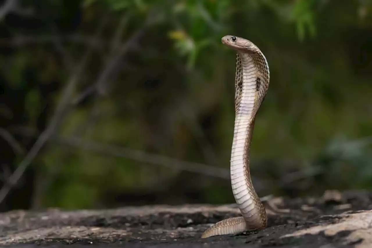 Cebu Daily Newscast: What you should do when bitten by a snake