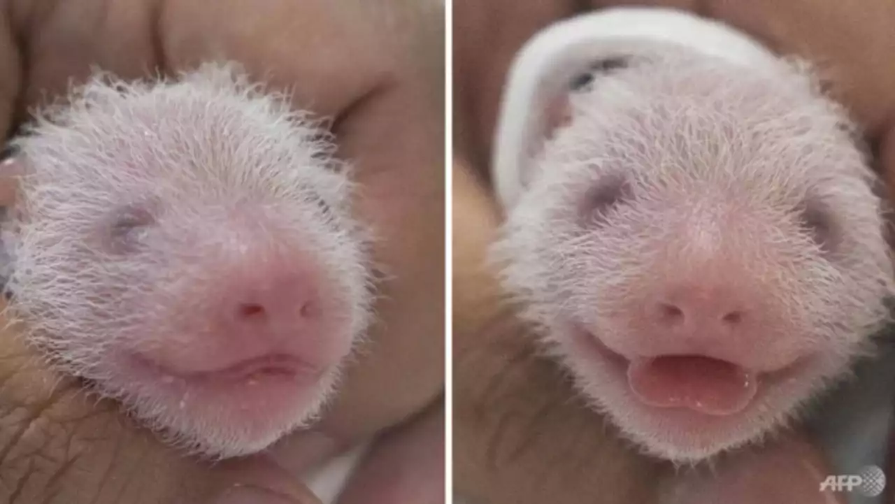 South Korea welcomes birth of first giant panda twins