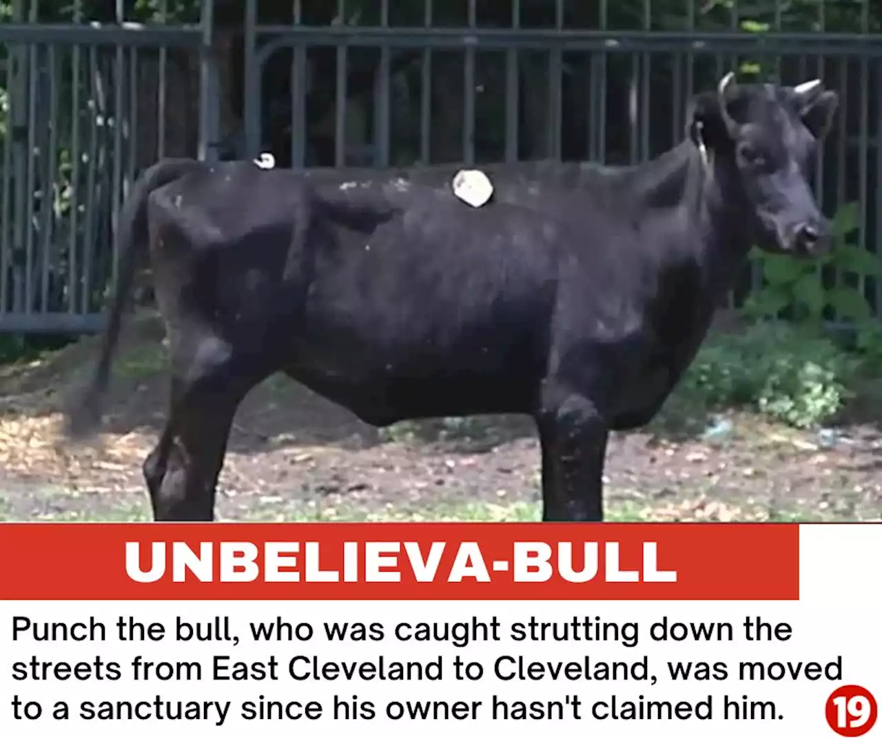 Unbelieva-bull: Bull caught strutting down Cleveland’s East Side streets moved to sanctuary