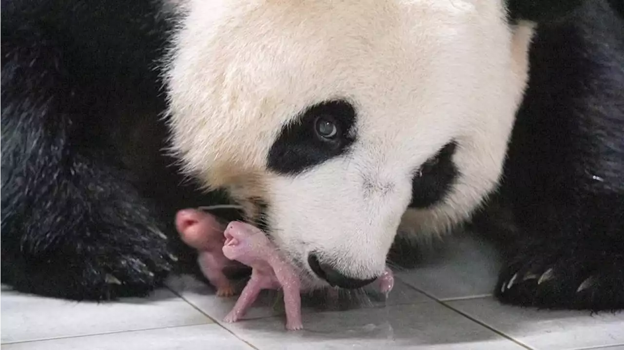 Corée du Sud : vague d’enthousiasme après la naissance de jumelles pandas géants