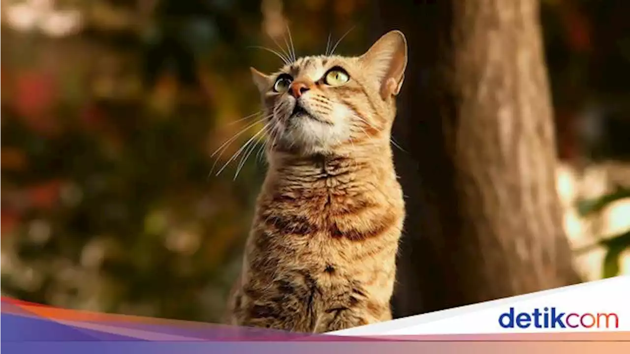 16 Ekor Kucing Mati Mendadak di Sunter Jakut, Polisi Turun Tangan