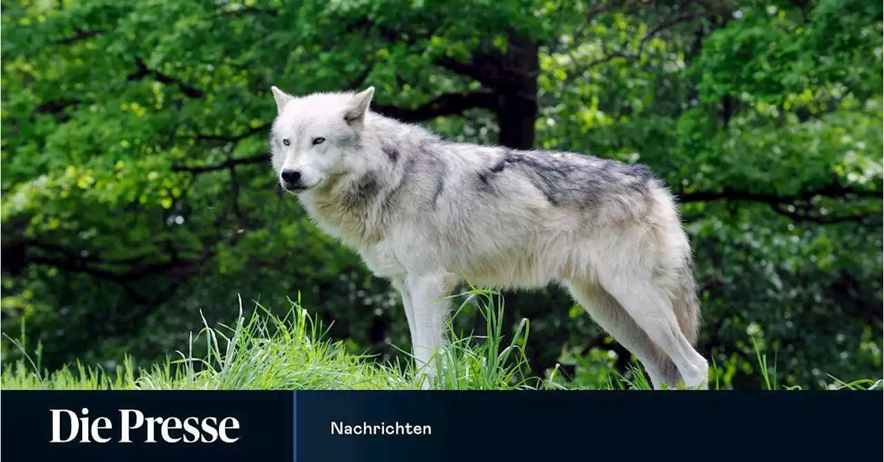 Toter Wolf mit Schusswunde in Donau bei Tulln entdeckt