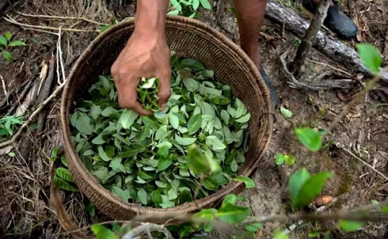 Expertos: Informe de “narcocultivos” ONU es más exacto que el de EU