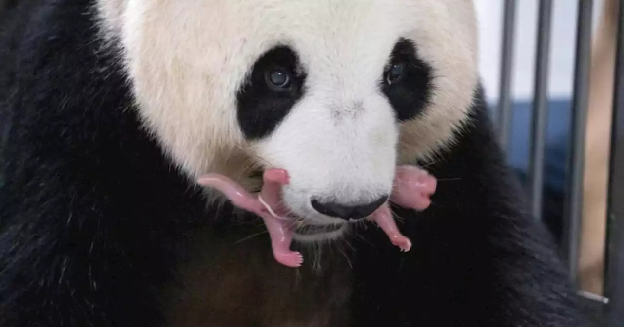 South Korea welcomes birth of first giant panda twins