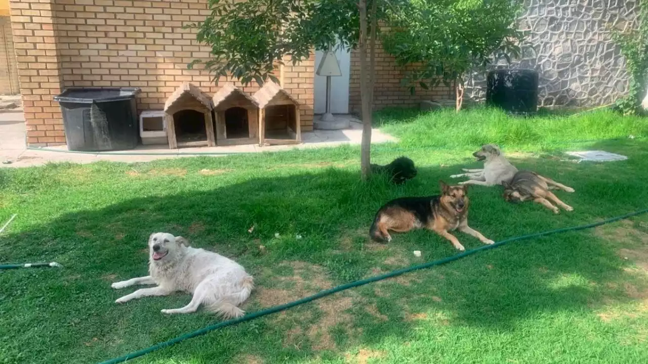 Denuncian maltrato animal en la Universidad Agraria de Saltillo, estudiantes y maestros acusan al rector de querer dañar a los perritos callejeros