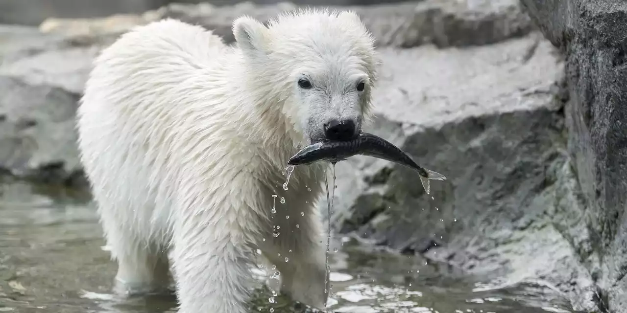 Jetzt dürfen Schönbrunn-Tiere keinen Namen mehr haben