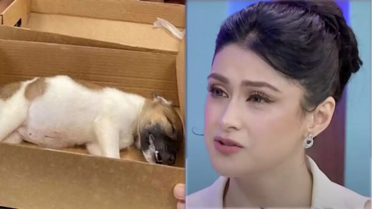 Carla Abellana outraged by death of puppy thrown by mall guard off footbridge