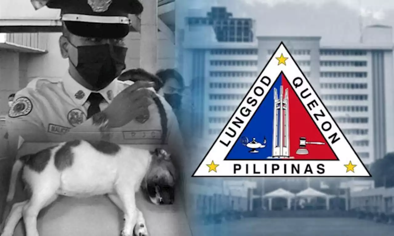 QC gov’t says full probe into death of puppy thrown off footbridge underway