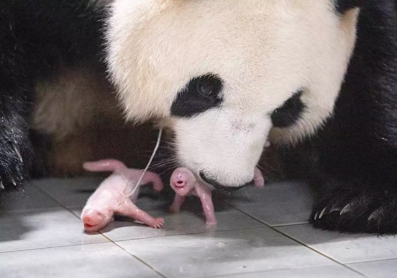 Pandas gêmeas nascem em zoológico na Coreia do Sul; vídeo