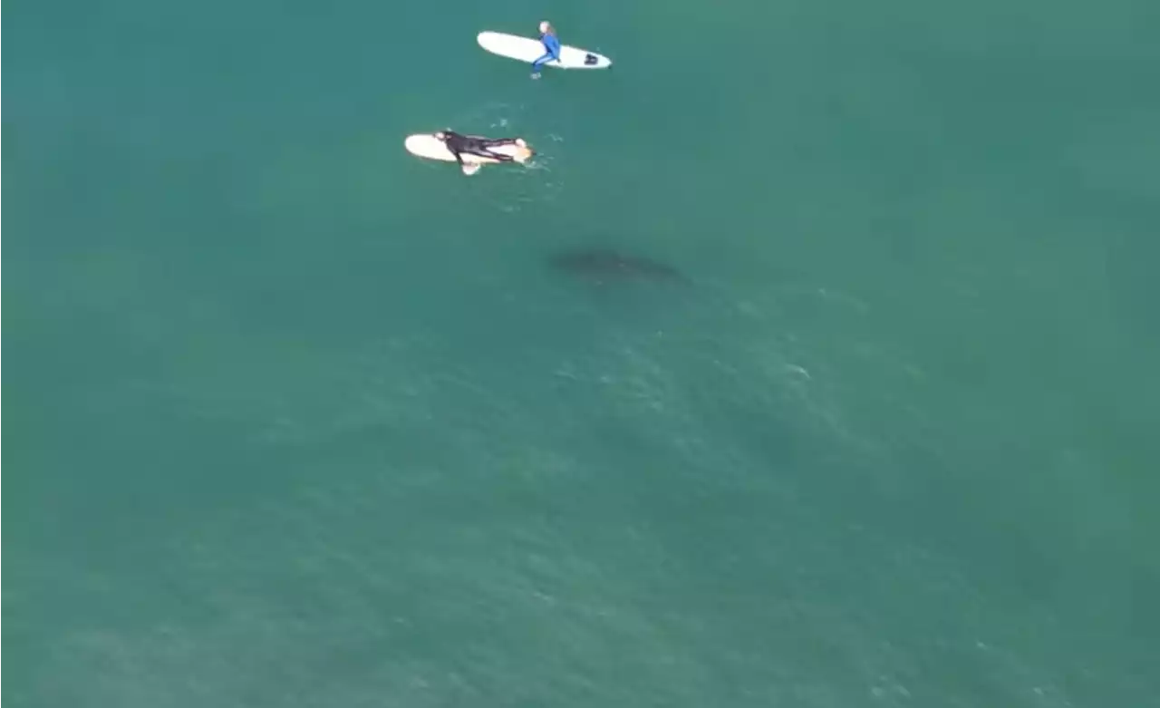 Tubarões rondam surfistas em 'Meca' do surfe, nos EUA; vídeo