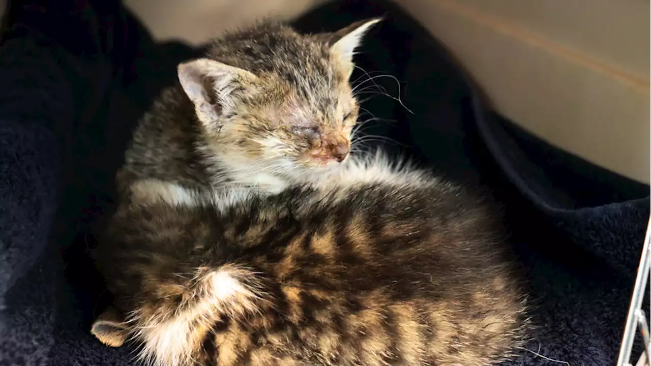 Tacoma humane society rescues 15 abandoned sick kittens, two in critical condition